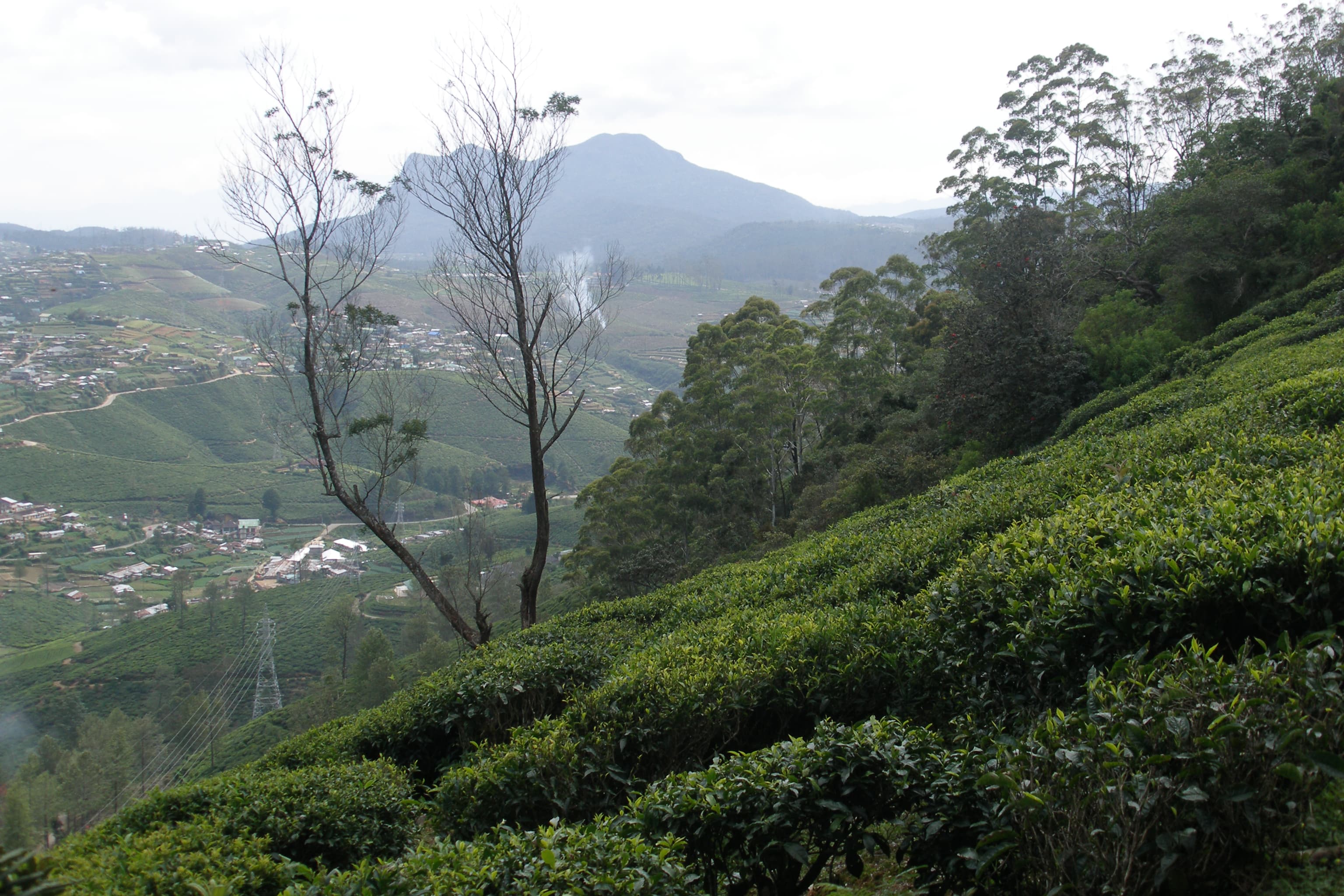 Nuwara Eliya - Little England & Tea