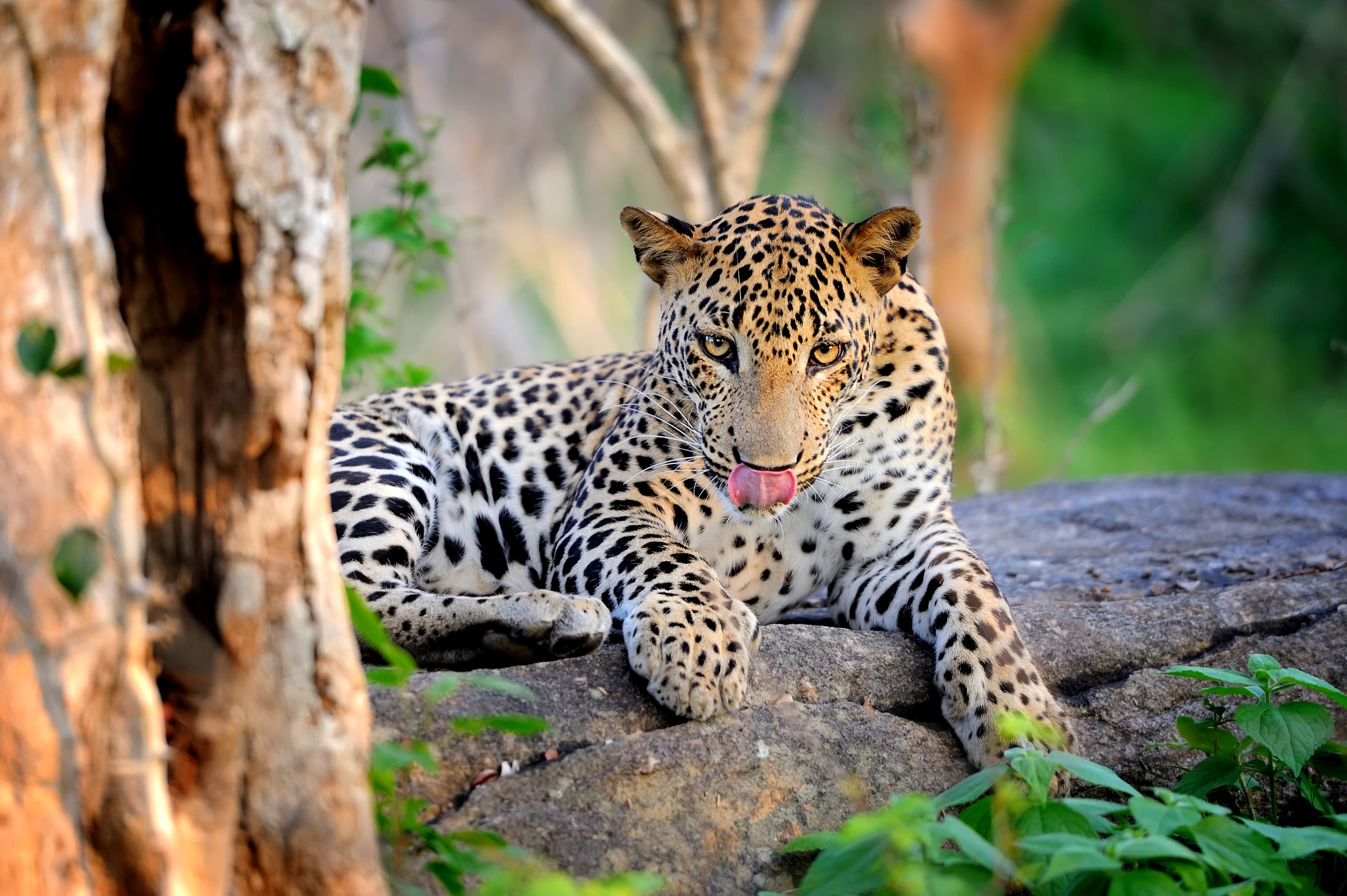 Yala Safari Adventure
